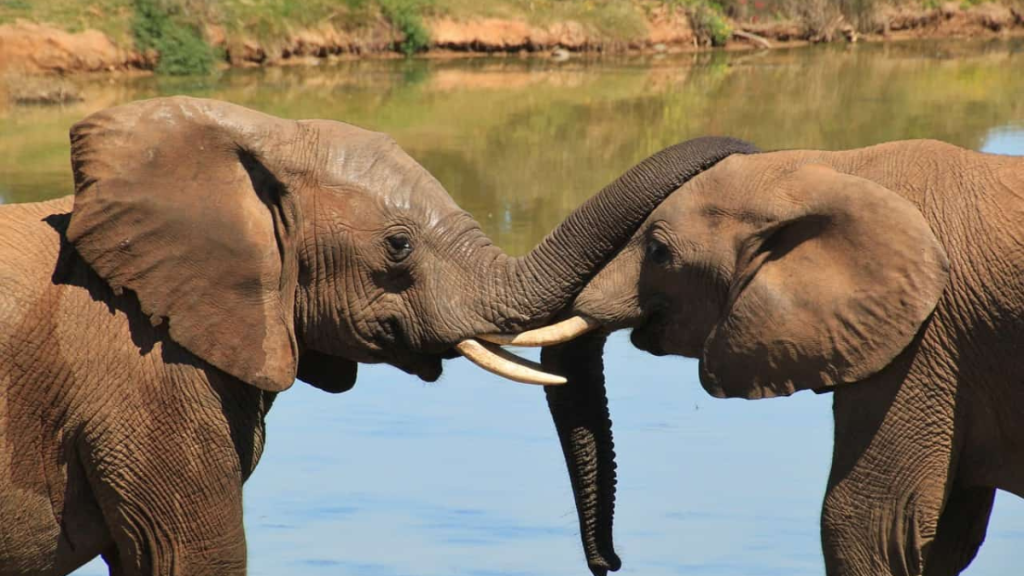 Amboseli National Park Elephants Use Special Sounds to Talk Like They Have Personal Names